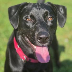 Jet, Retriever, Black Labrador, adult, available for adoption