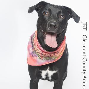 A black dog with a white patch on its chest wearing a colorful bandana, standing against a white background.