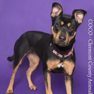 Coco, Shepherd, adult, available for adoption