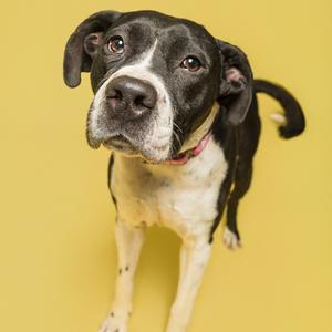 A black and white dog with a pink collar looks up at the camera against a yellow background.