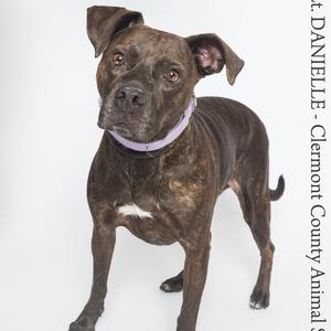 A brindle dog with a white patch on its chest wearing a purple collar stands against a white background.