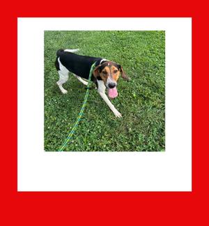 A black and white dog with brown markings on its face and ears is standing on a grassy lawn. The dog is wearing a green leash and has its tongue out, appearing to be happy and playful.