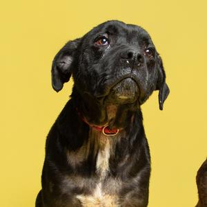 A black dog with a red collar against a yellow background.