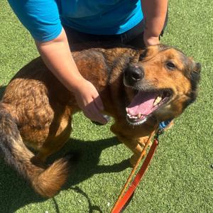 Sal, Shepherd, German, adult, available for adoption