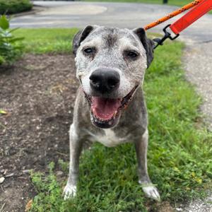 Buddy, Terrier, Pit Bull, senior, available for adoption