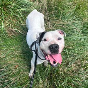 Beau, Terrier, Pit Bull, adult, available for adoption