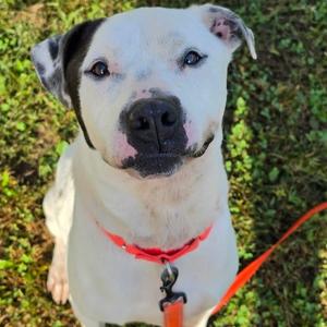 Beau, Terrier, Pit Bull, adult, available for adoption