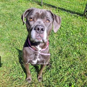 Lola, Boxer, adult, available for adoption