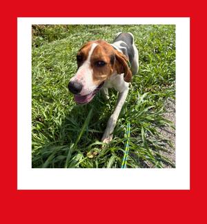 A brown and white dog with floppy ears is standing in a grassy area, looking towards the camera with its mouth open and tongue out. The dog is on a leash, and the background is a lush green lawn.