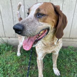 Big Red, Coonhound, Redbone, adult, available for adoption