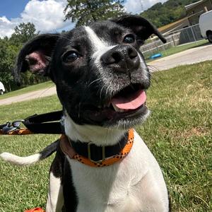 Minnie, Mixed Breed (Small), adult, available for adoption
