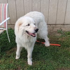 Peter Pan, Pyrenees, Great, adult, available for adoption