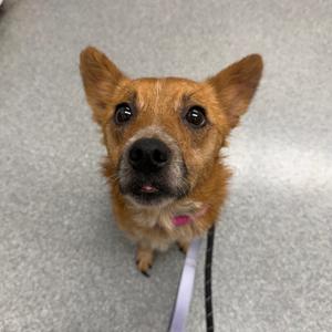 MJ, Cattle Dog, Australian (Red Heeler), adult, available for adoption