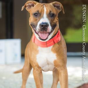 Dunkin, Mixed Breed (Medium), adult, available for adoption