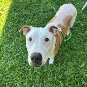 Bender, Terrier, American Pit Bull, adult, available for adoption