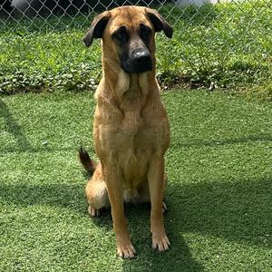 A brown dog with a black muzzle and ears sitting on green grass in front of a chain-link fence.