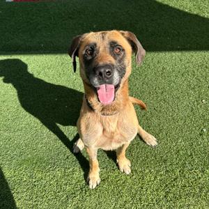 Scooby, Shepherd, adult, available for adoption