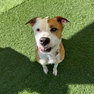 Memphis, Mixed Breed (Medium), adult, available for adoption
