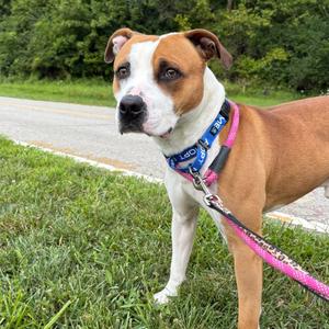 Colby, Terrier, American Pit Bull, adult, available for adoption
