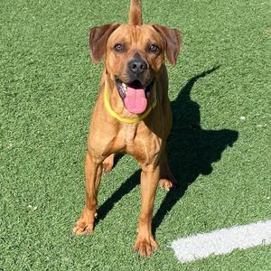 Ridge, Ridgeback, Rhodesian, adult, available for adoption