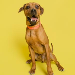 A brown dog with a pink collar sits against a yellow background.