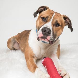 A tan and white dog with a blue collar lies on a white fluffy surface, holding a red toy.