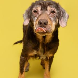 A brown dog with its tongue out and a bit of food on its face, against a yellow background.