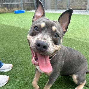 Lemondrop, Terrier, American Pit Bull, adult, available for adoption