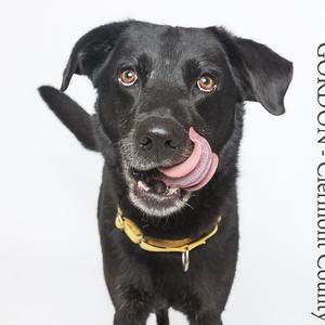 A black dog with a yellow collar is licking its nose, looking directly at the camera. The background is white, and there is text on the right side of the image that reads "GORDON - Clermont County".