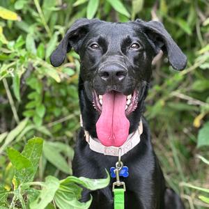 Larry, Retriever, Black Labrador, adult, available for adoption