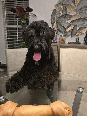 Kuma, Giant Schnauzer, young, available for adoption