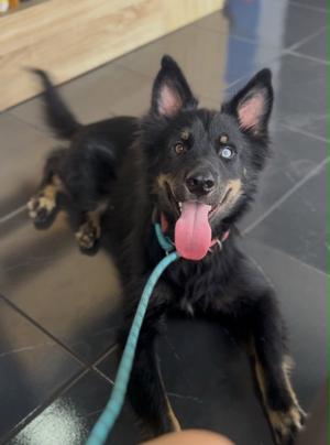 a black and tan dog with a blue leash lying on a tiled floor