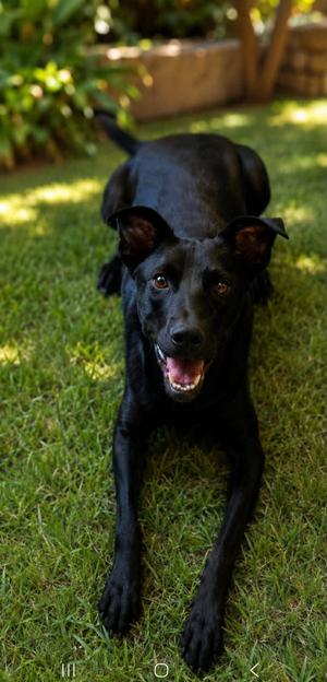 Noah, Black Labrador Retriever, young, available for adoption
