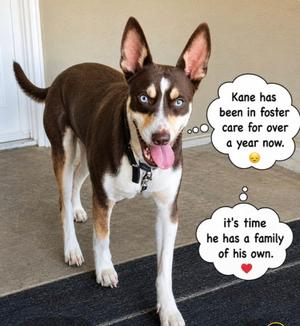 Kane, Australian Kelpie, young, available for adoption