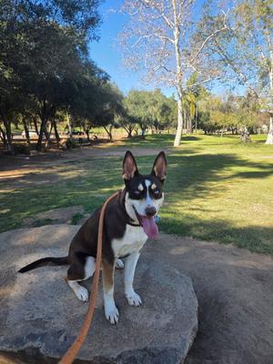 Kane, Australian Kelpie, young, available for adoption