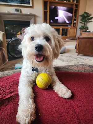 Pippin, Maltese / Poodle (unknown type), young, available for adoption