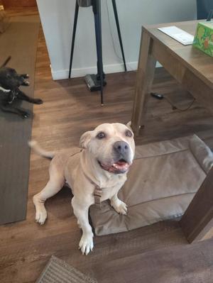 A light-colored dog sitting on a dog bed in a room with wooden flooring and a table in the background.