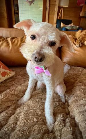 Lady Carpenter, Bichon Frise / Poodle (unknown type), senior, available for adoption