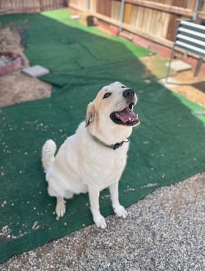 Jenny, Anatolian Shepherd / Great Pyrenees, adult, available for adoption