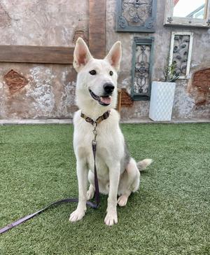 Jake, Husky, young, available for adoption