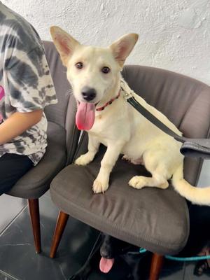 Jag, Corgi / Poodle (unknown type), young, available for adoption