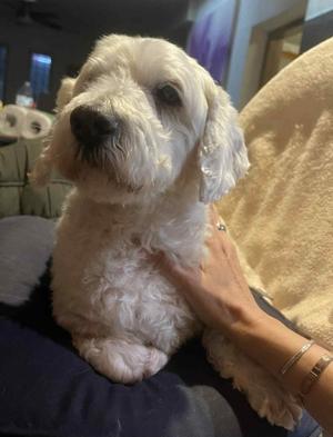 Pearl, Maltese / Poodle (unknown type), adult, available for adoption