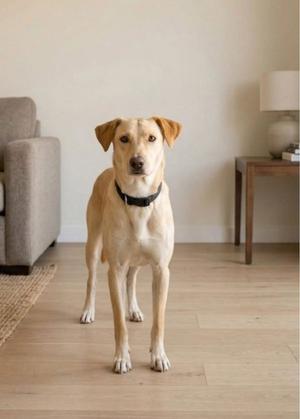 Suni, Golden Retriever, young, available for adoption