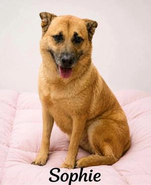 Sophie, Shepherd, adult, available for adoption