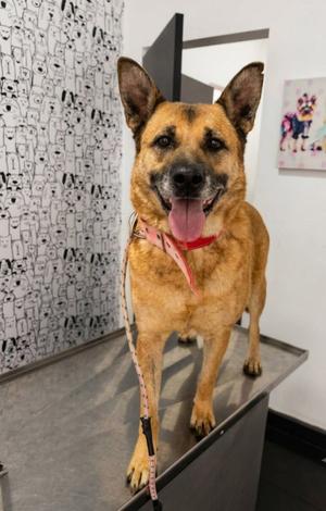 Sophie, Shepherd, adult, available for adoption
