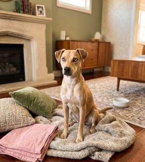 Blue, Labrador Retriever / Australian Shepherd, adult, available for adoption