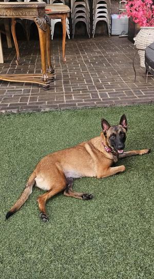 Sheba, Belgian Shepherd Malinois, young, available for adoption