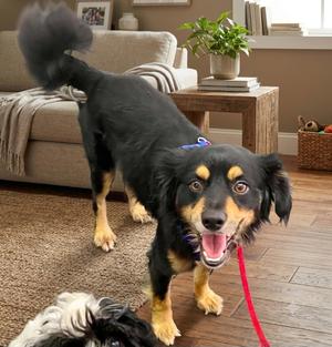 Rocky, Cocker Spaniel / Papillon, adult, available for adoption