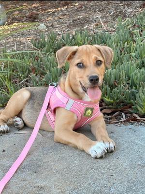 A brown puppy wearing a pink harness and leash, lying on a concrete surface with green plants in the background.