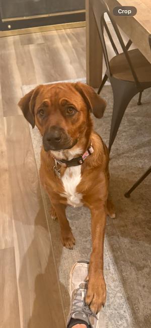 A brown dog with a white chest standing on a wooden floor, looking up at the camera.